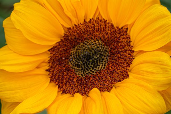 Poplar Farm Flower_Sunflower