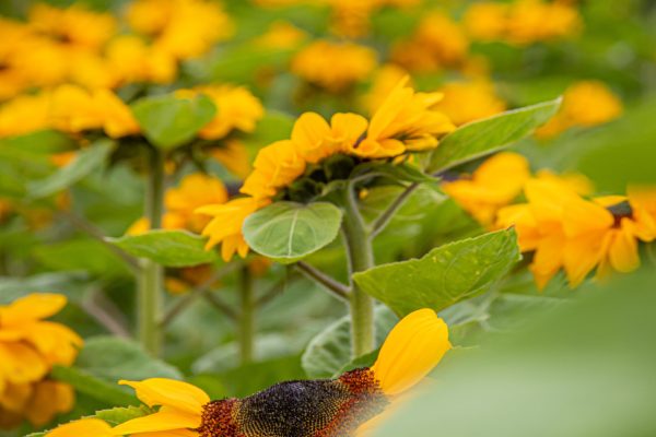 Poplar Farm Flower_Sunflower2