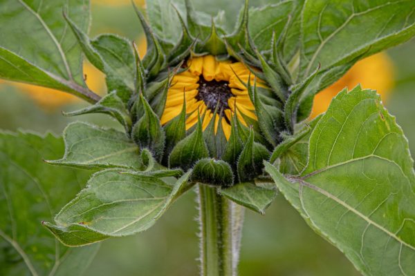 Poplar Farm Flower_Sunflower3