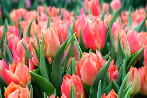 Poplar Farm Flowers_Tulips2