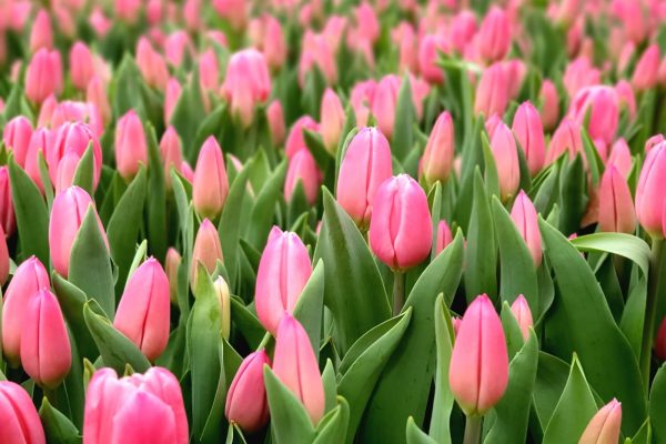 Poplar Farm Flowers_Tulips3